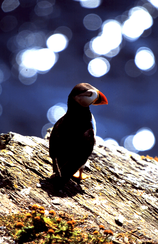 Puffin at Skellig Michael