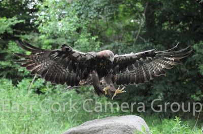 Falconry-5