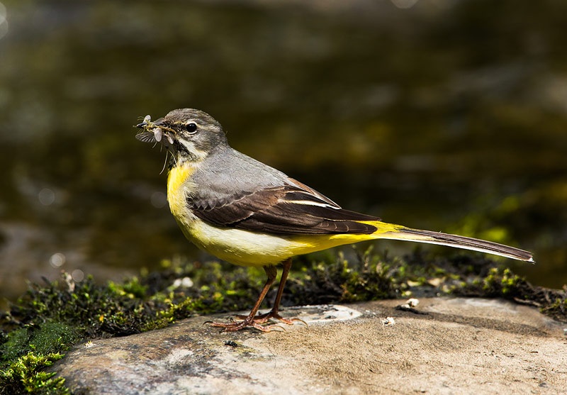 bird on rock