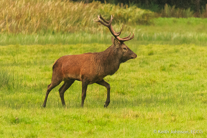 killarney-deer-rut-kjohnson-9